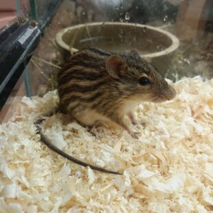 Myš pruhovaná (Rhabdomys dilectus)