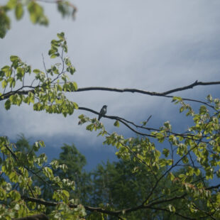 Obrázek z fotosoutěže 2020/2021 – pták na větvi